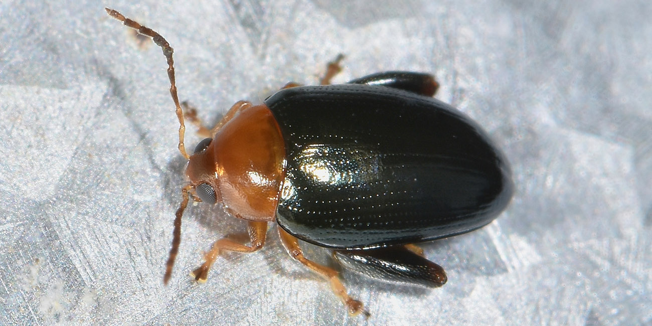 Chrysomelidae: Psylliodes chrysocephalus? S.